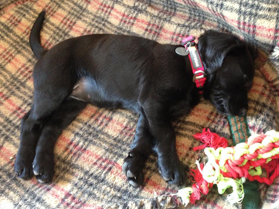 Meet the unbelievably cute Missy, looking for a fab forever home now: facebook.com/BlackRetriever…