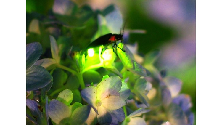 TimeOutTokyo's tweet image. You don't have to go outside of Tokyo to see the fireflies this week: just go to this hotel! goo.gl/YRSNCx