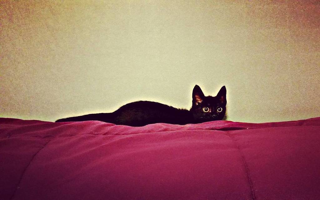 pao_alv45's tweet image. 🐱 #cat #mipantera #estacomounacabra #amorgatuno #catblack