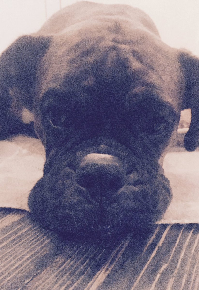 suninsplendour's tweet photo. Post holiday blues? Come and Share your sorrow with our Bruno...#boxerdog #pubdog https://t.co/vxXIvONuKG