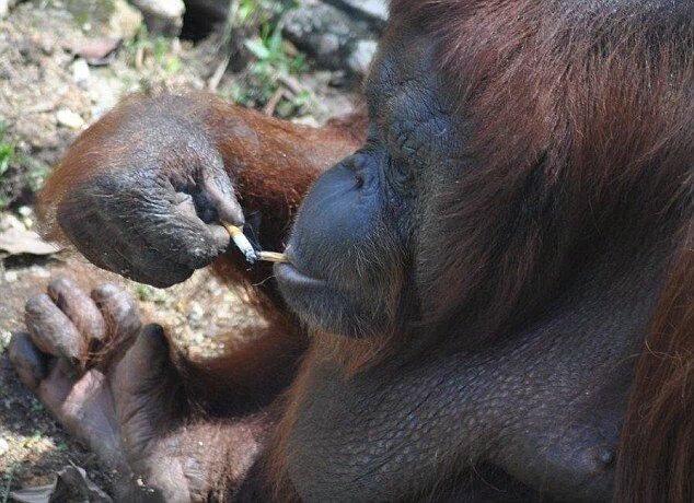 Protect_Wldlife's tweet photo. Please Sign &amp; RT: Close Johor Zoo (Malaysia) For Ill-Treating Animals! https://t.co/z6gQYa6ma5 via @protect_wldlife https://t.co/cBshC3a3GE