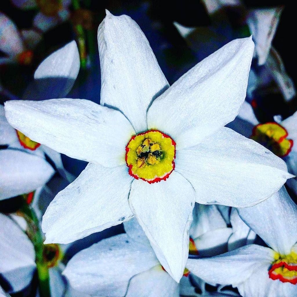 #grandalla, flor nacional: regal d'una pacient | regalo de una paciente | patient's gift.
#flor #flowers #andorrawo…