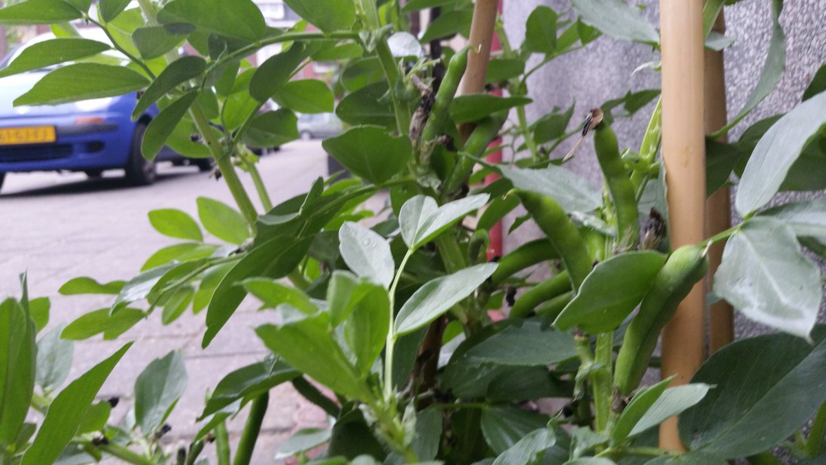 #IYP2016 #lovepulsus #urbanfarming Innovative pulses: streetpeas &amp; streetbeans in #Venlo  @OpSteenbreek <a href="/bonenbende/">De Bruine Bonenbende</a>