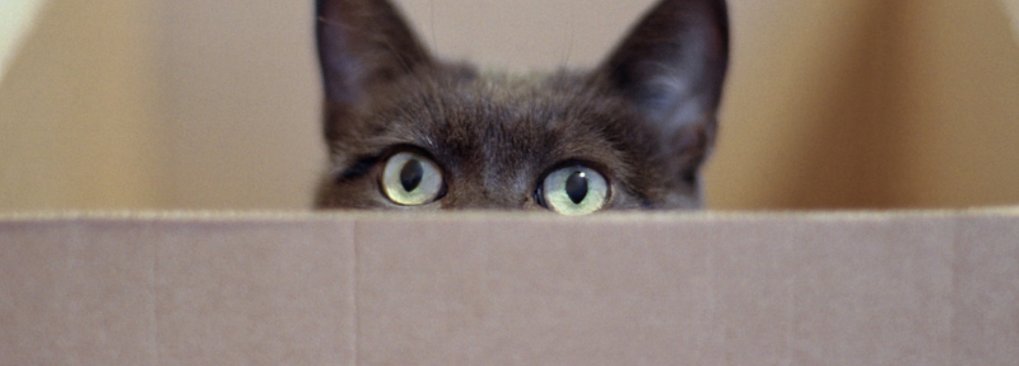 motherboard's tweet image. Physicists put Schrödinger&apos;s cat in two death-boxes at once  bit.ly/1VshHGo
