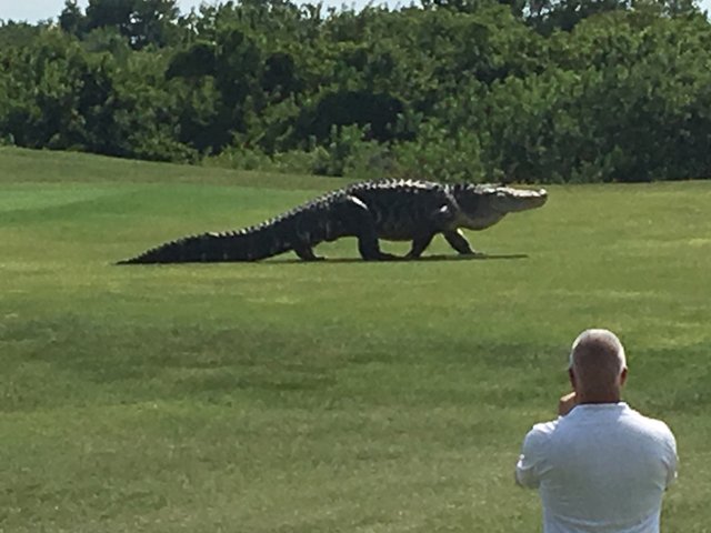 Goliath gator spotted on Florida golf course bit.ly/1UaifM4