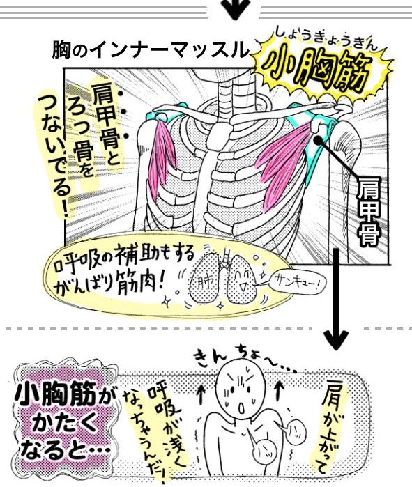 「なんで胸が肩コリに!?」と整体師さんに聞いたらこういうことだと。「筋トレしないから胸の筋肉なんてないと思ってたけど、薄いけどちゃんとあるんだな…」って。#肩コリ #ストレッチ
つづきhttps://t.co/2NBXixPRuU