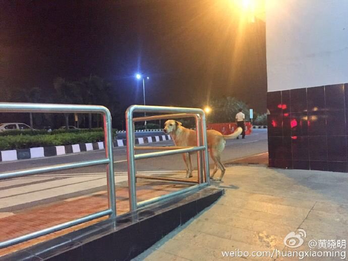 hxmofficial's tweet photo. Come across a homeless dog while waiting my car in an Indian airport. What an incredible encounter it was! https://t.co/ruJPqvmMC8