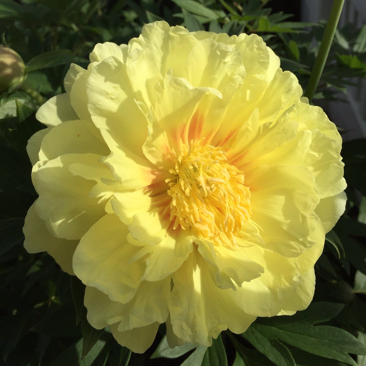 Tribechic's tweet photo. Lovely #Bartzella peony bloomed for my last day of vacation. Simple pleasures in my garden! https://t.co/yLEcmSYDdU