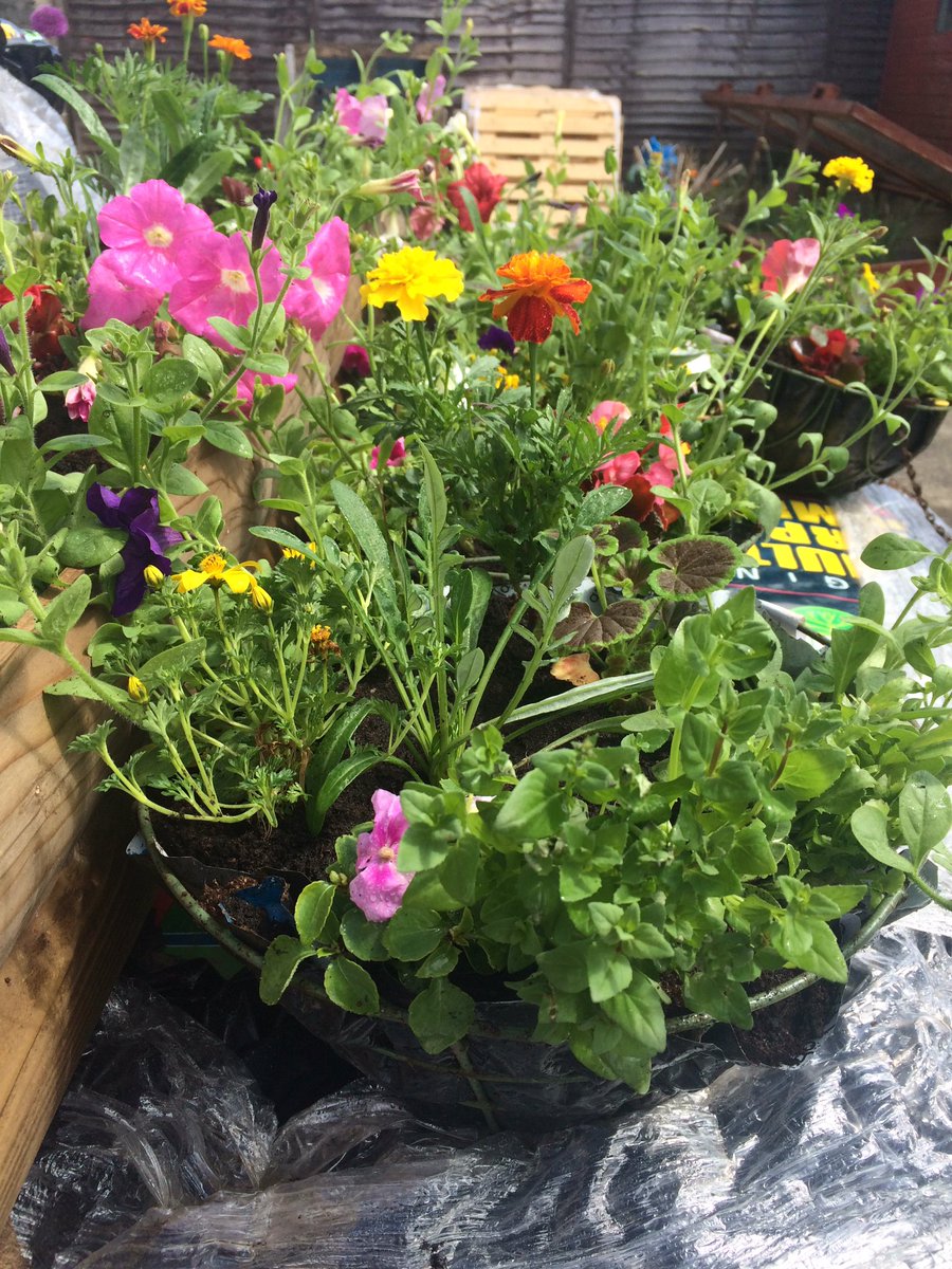 1st hanging baskets of the season for sale @ ForeglenMensShed. #SupportOurShed #BuyLocal <a href="/IrishSheds/">Irish Men's Sheds Association</a> <a href="/northernsheds/">Northern Mens Shed</a>