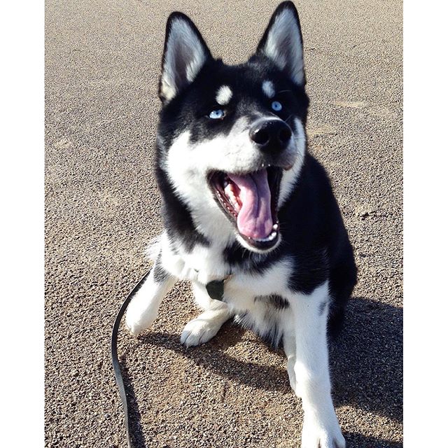DailyHuskies's tweet photo. Credit: https://t.co/CwZUzZLcZS https://t.co/T55e7HHq2b