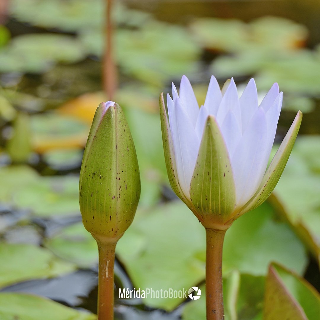 MeridaPhotoBook's tweet photo. Flor de Loto en plena evolución"flower of lotus in full evolution" #meridaphotobook https://t.co/9Nlwz6vQDV