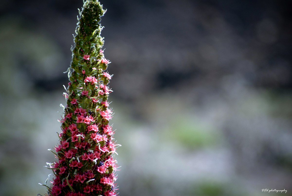 DEFARDEL Fotografía tweet media