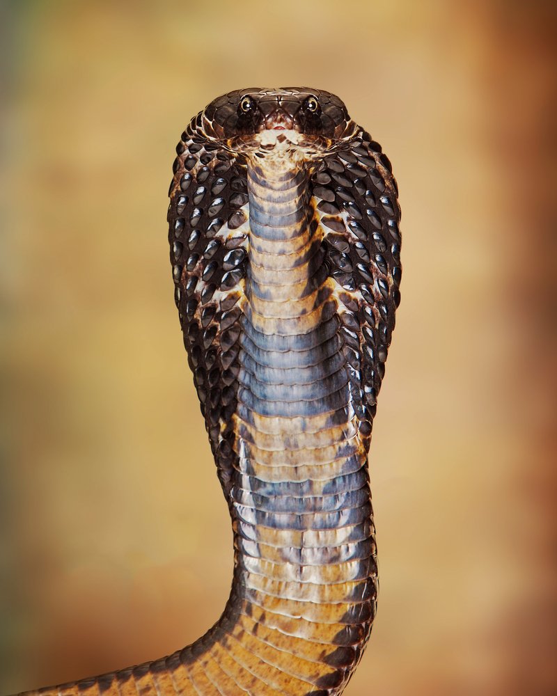 DiscoverMag's tweet image. WATCH: Short video illuminating the global burden of snakebites. @NerdyChristie bit.ly/1PfJGrM
