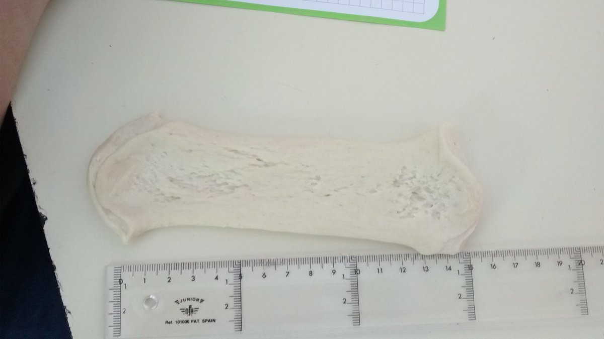 MrWolfTeacher's tweet image. Clase de Naturales analizando fermentación, elasticidad y PIZZA #teachvolution #teachingrevolution