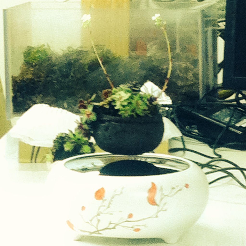 insili_k's tweet photo. Awesome demonstration of a flying #bonsai @FabLab_Toulouse #BioFablab https://t.co/gMBWVWoMy1