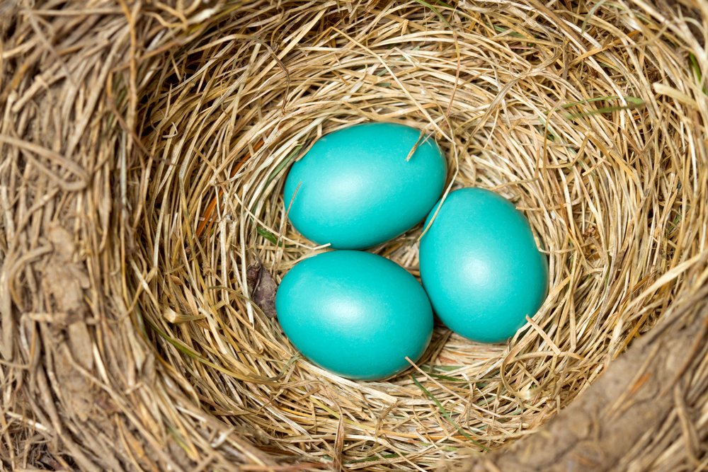 Petit Oeuf Bleu Clair Quel Oiseau Why do some birds lay blue eggs? @srslyscience - scoopnest.com