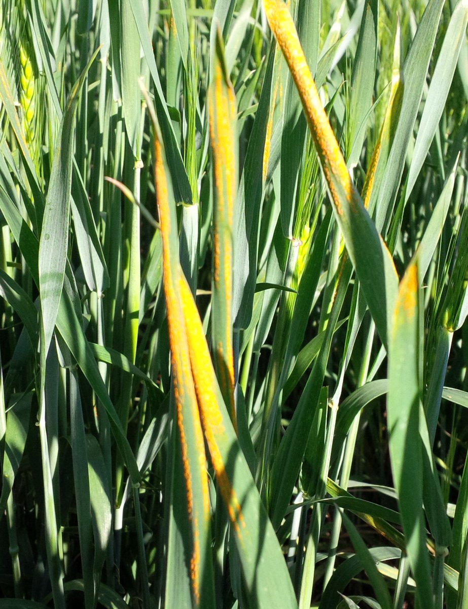 WheatSingh's tweet photo. #YellowRust incidence in our winter #wheat registration trials. #Natural #Infection #RustNeverSleep #ScoutYourField https://t.co/11zh2Kpwfs