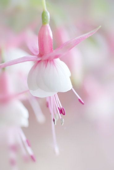 ShakesisterGrim's tweet photo. All my shades of soft are for you.
#MyFlowers
#AllForYew https://t.co/PTDFPNlk8G