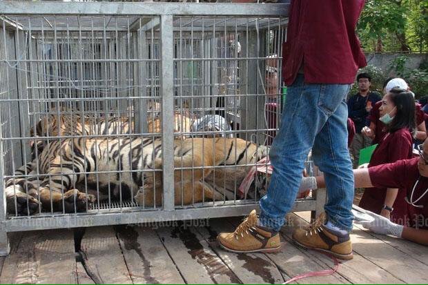 40 cuccioli di tigre nel congelatore di un Tempio Buddista a Kanchanaburi in Thailandia