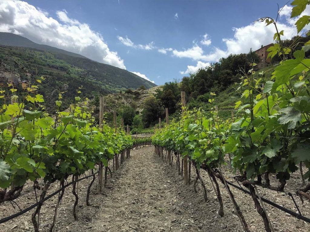 "El vi constitueix un element inseparable de la vida” - Josep Pla.
Vinyes a Sant Julia de Loria, Andorra. de @marcf…