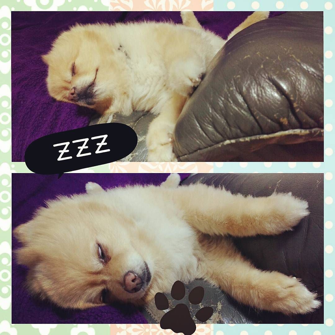 dogsofinsta's tweet photo. 可愛く寝てる🐶💤 我が家のボロボロのソファーには見て見ぬふりで･･･ Good night.🌙🌠 #れおん #leon #pom #pomstagram #pomeranian #pomeranianlove #ilovemydo… https://t.co/YrGlZbtsfX