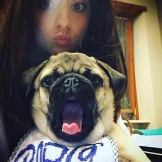 Joy_PhotoCam's tweet photo. ROAR! 🦁 #pug #pugsofinstagram #lovepug #puglife #ciropug https://t.co/VJqiOAhRpy https://t.co/cJRdgsAZsQ