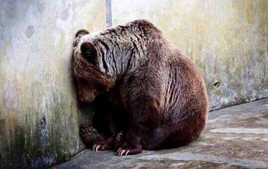 No a los zoológicos salvo casos muy particulares y con las condiciones. Los #animales nacieron libres.