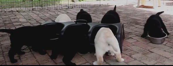 clarktel_t's tweet photo. Veterans suffering from PTSD train puppies to become service dogs for fellow wounded warriors. https://t.co/tTnrYTymAn