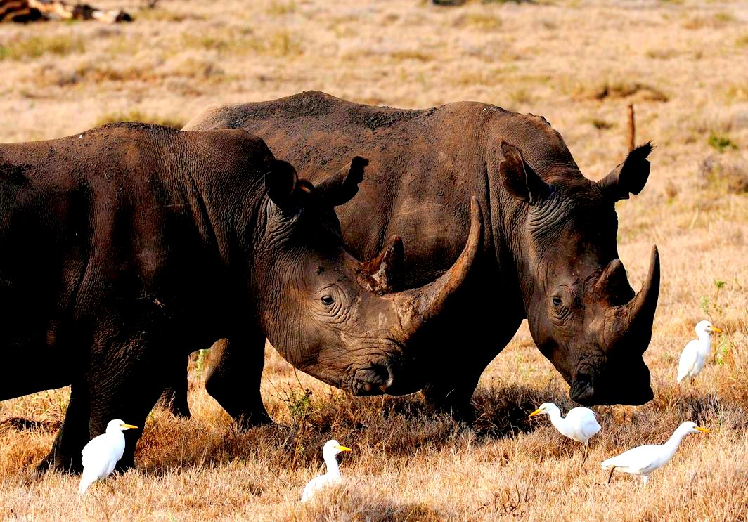 AnimalWorldUSA's tweet photo. #Kenya new #front re #Poaching-The #future is #inthehands of our #communities' #Rhinos #eles https://t.co/pWz1HkkVhd https://t.co/xX8pPvOKcs