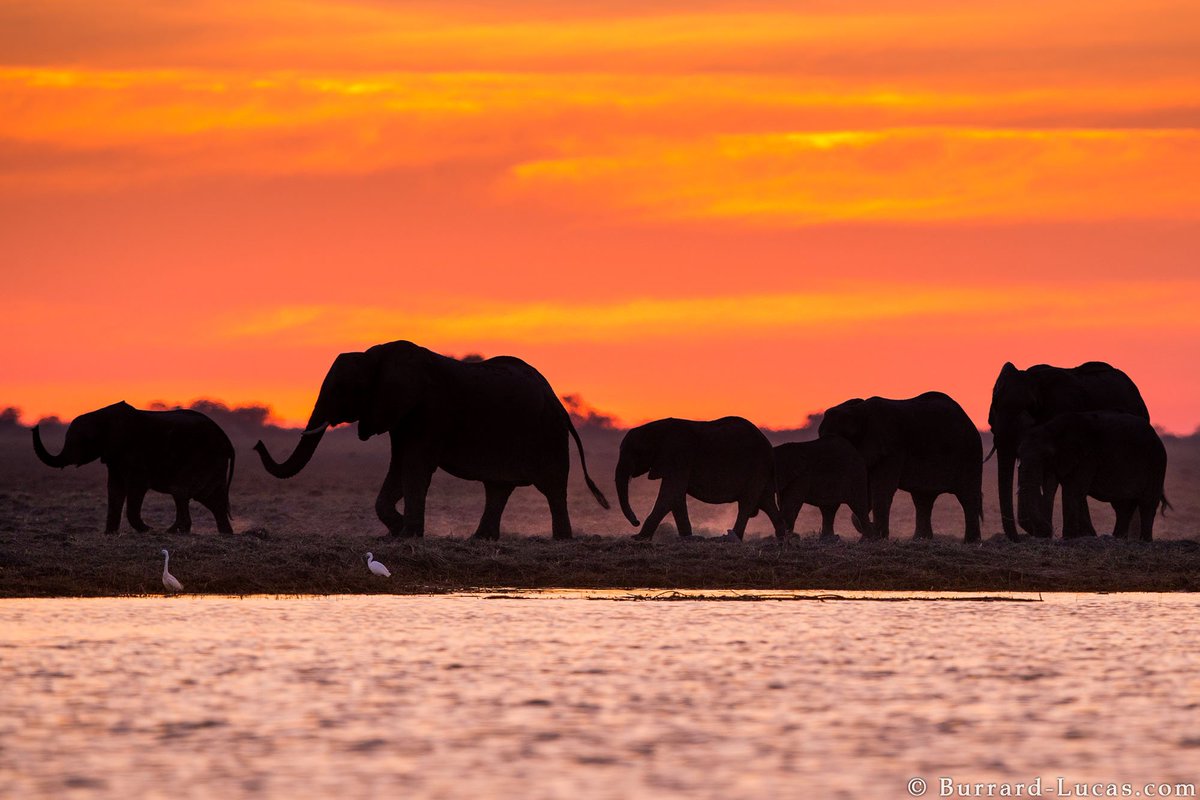 willbl's tweet photo. Elephants at Dusk. Bwabwata National Park, Namibia https://t.co/vygFyiixpR