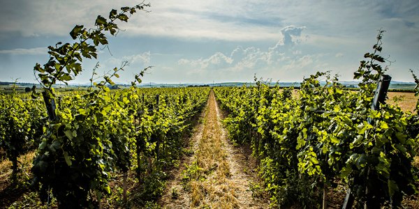 Aussergewöhnliche Lage, einzigartige Weine #Heiligenstein #Weinwissen 
magazin.wein.com/artikel/zoebin…