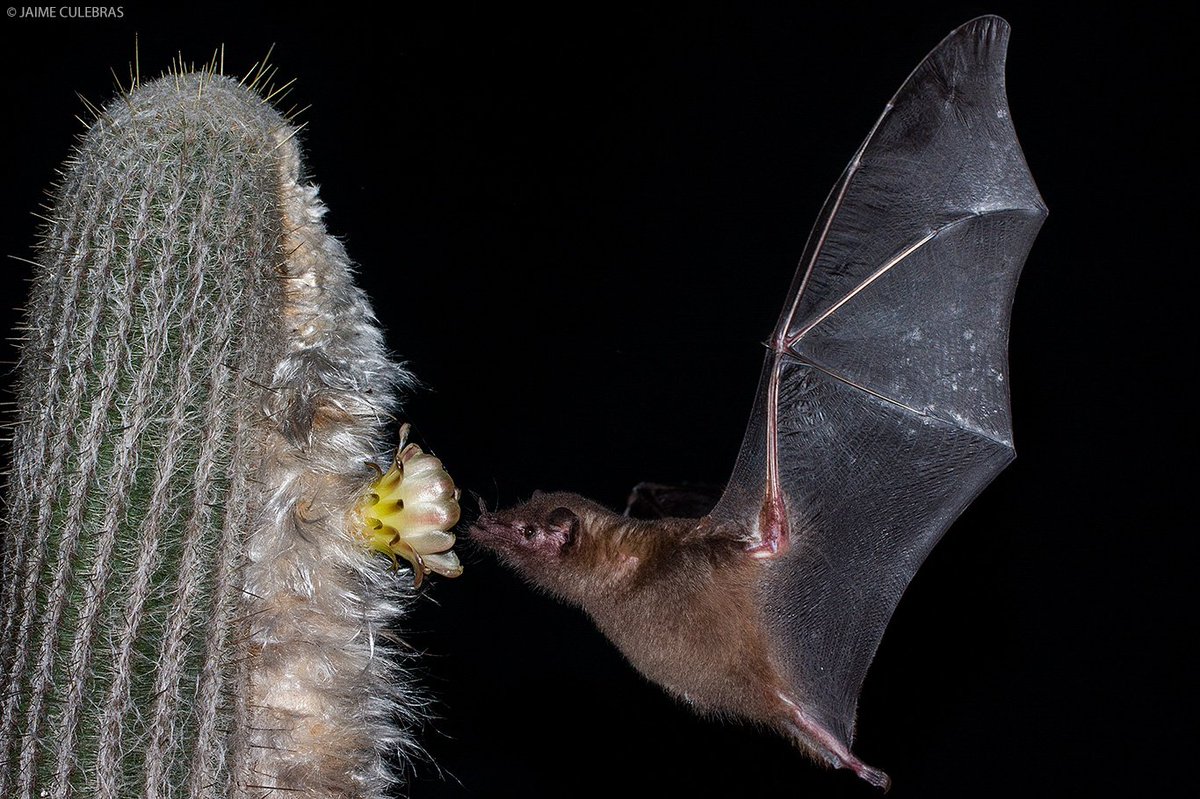 #bats, the best insects #pest controllers and important #pollinators and seed dispersers. Protect them, we need bats