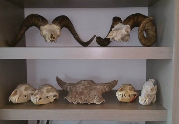 stevenrinella's tweet image. Putting together a display case in my new house. The buffalo skull is circa 1776.