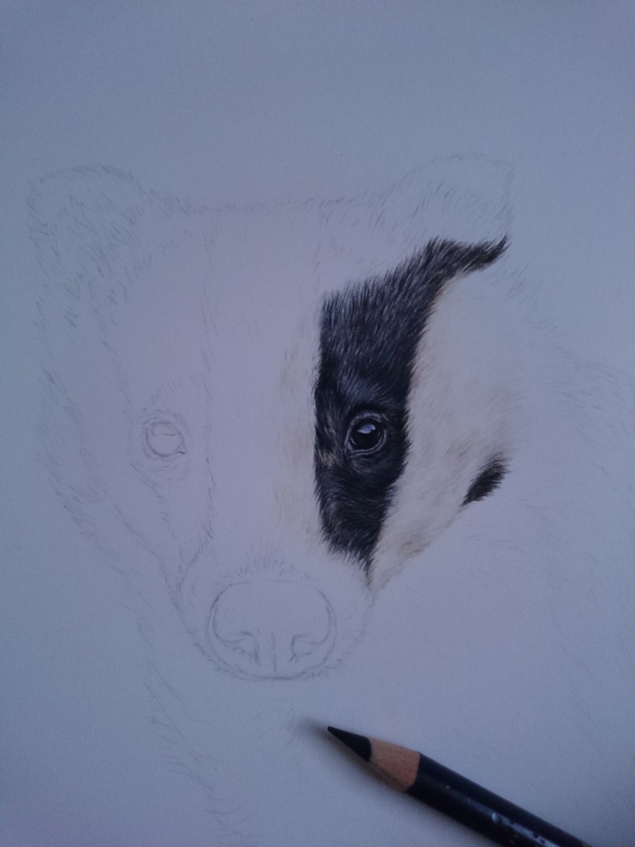 More #badger action this evening! #wildlife #britishwildlife #nature #kentartists #art #colouredpencil #fineart #wip