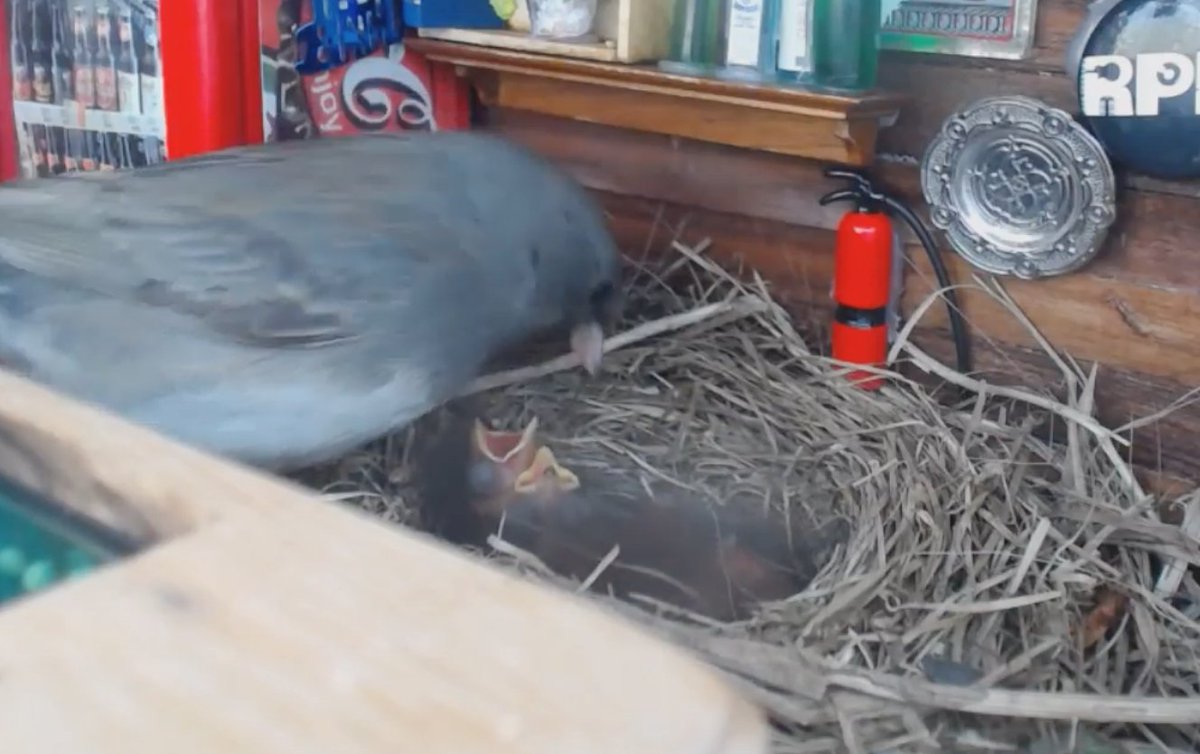 YoongsCat's tweet photo. #birbupdate I missed the birth but the babies are here! mom just stopped by and fed them https://t.co/nqMn8TBn0W