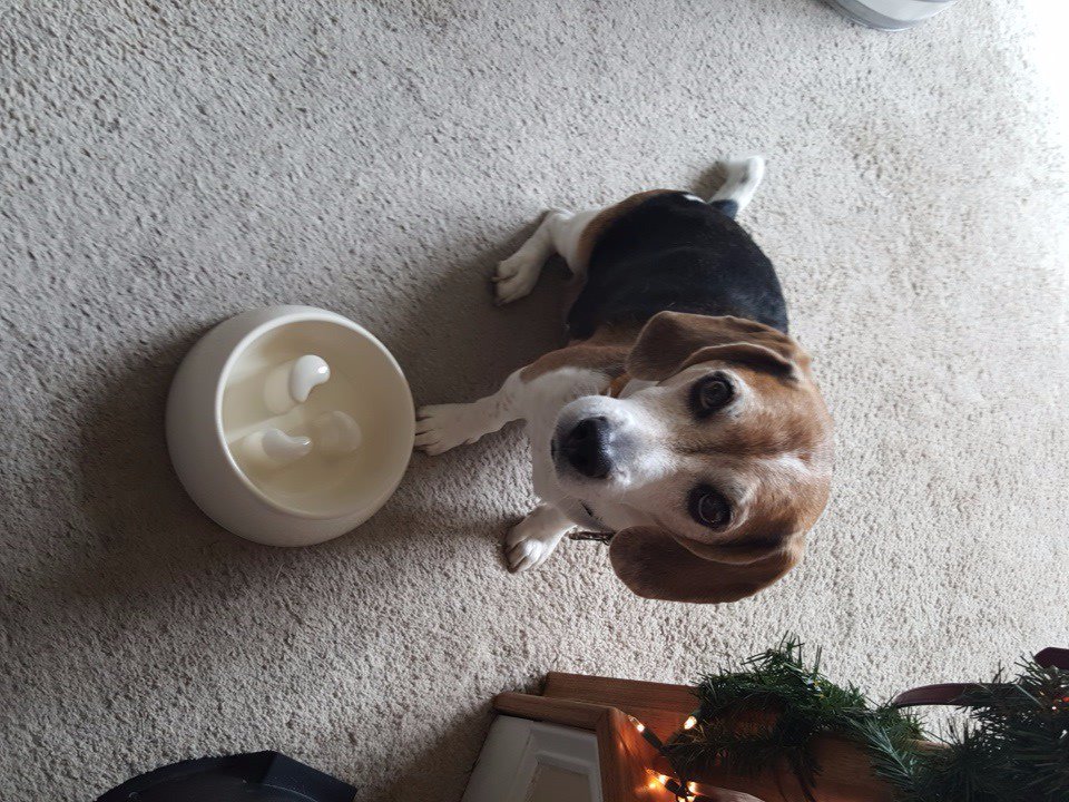 Offwarren2409's tweet photo. Ok #Emmys2016 vote for @rickygervais for Special Correspondents... Now put the damn food in my bowl!! #PetsForRicky https://t.co/5cpzQ6qyEs