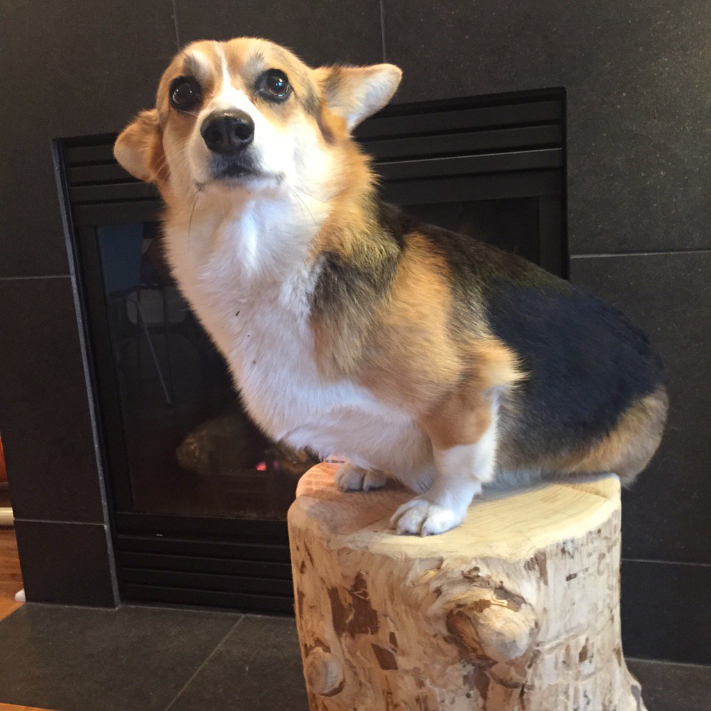 PoniesPonies's tweet photo. What's this? It's a sad corgi on a tree stump. #poetime https://t.co/5ymfZk7kFu