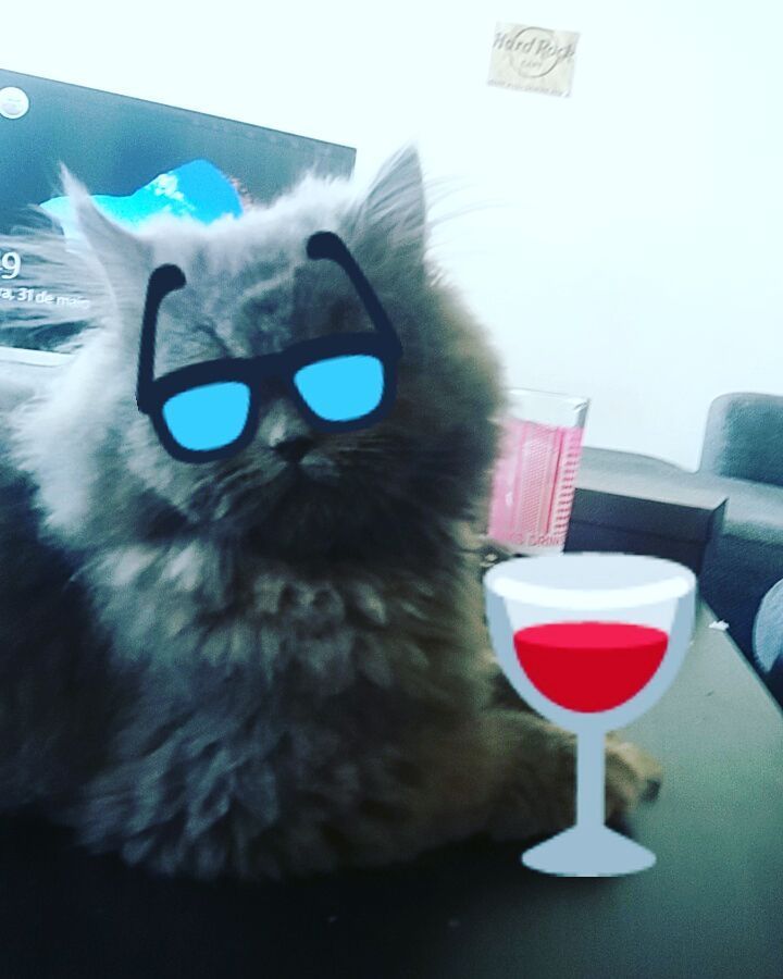 MaaunTheCat's tweet image. Don&apos;t fuck with me!!! #pimpstyle #cat #cats #catsofyoutube #catsofinstagram #catsagram #cutecat #cutepersian #crazy…