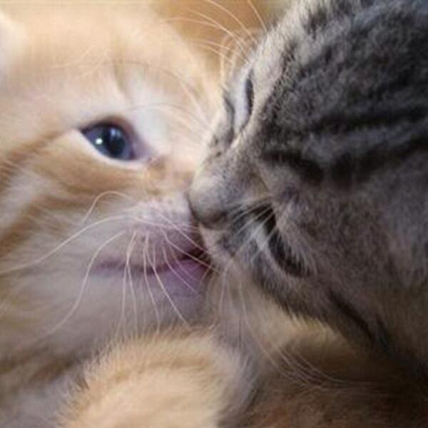 PicsOfCuteCats's tweet image. Kisses '