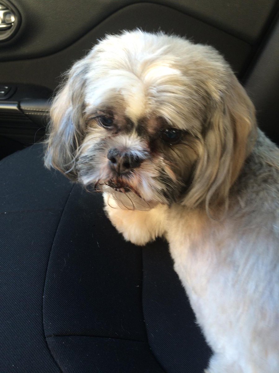 Help me find this pup! He's likely somewhere in the Perry District. And answers to "Sarge."