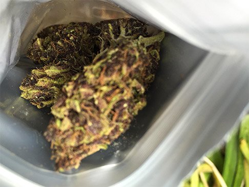 highseattle's tweet photo. New marijuana review:  Tangerine by Puffin Farm! https://t.co/tYZaU0i67O #marijuana #review #tangerine https://t.co/0oqXo5WI3O
