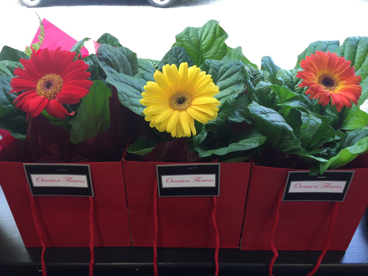 Gerbera plants £4.00 each #gerbera #plants perfect little gifts