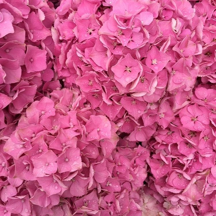 Magic Opal. #flowers #florist #chelsea #london