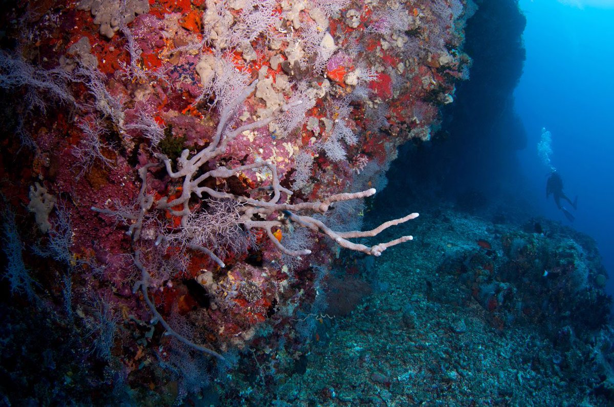 aaaVeeeMaldive's tweet photo. The untouched &amp; beautiful underwater 🏊 

#aaaVeee #NaturesParadise #DhaaluAtoll #Maldives 
https://t.co/gHOIKFlYzM https://t.co/oC2qOwbuIB
