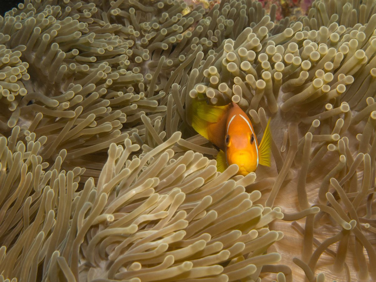aaaVeeeMaldive's tweet photo. The untouched &amp; beautiful underwater 🏊 

#aaaVeee #NaturesParadise #DhaaluAtoll #Maldives 
https://t.co/gHOIKFlYzM https://t.co/oC2qOwbuIB