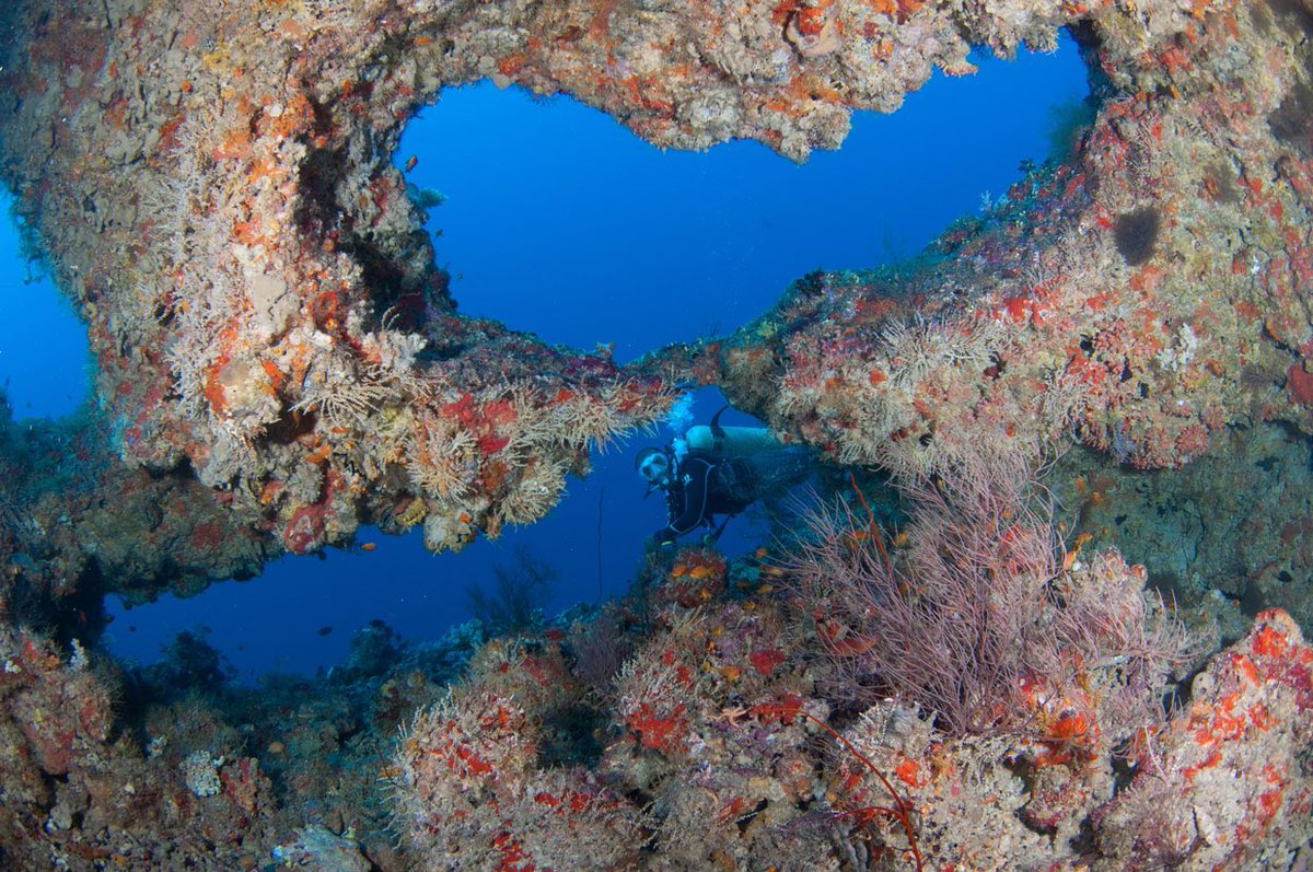 aaaVeeeMaldive's tweet photo. The untouched &amp; beautiful underwater 🏊 

#aaaVeee #NaturesParadise #DhaaluAtoll #Maldives 
https://t.co/gHOIKFlYzM https://t.co/oC2qOwbuIB