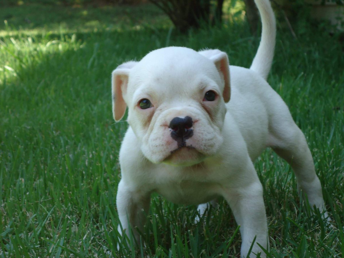 EcodeBulliez's tweet image. PR.UKC REG BULLY PUPPIES FORSALE###    $1500