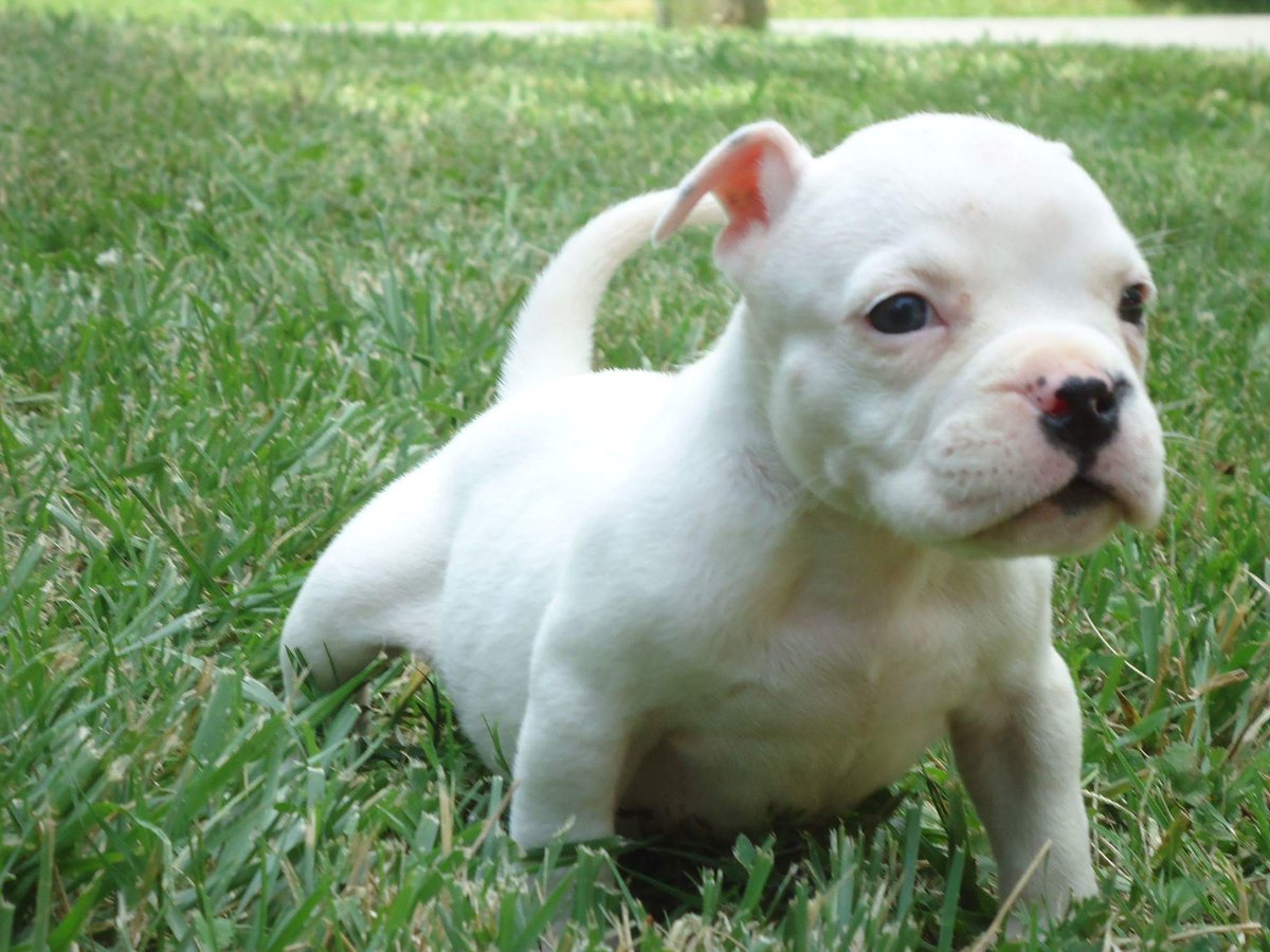 EcodeBulliez's tweet image. PR.UKC REG BULLY PUPPIES FORSALE###    $1500
