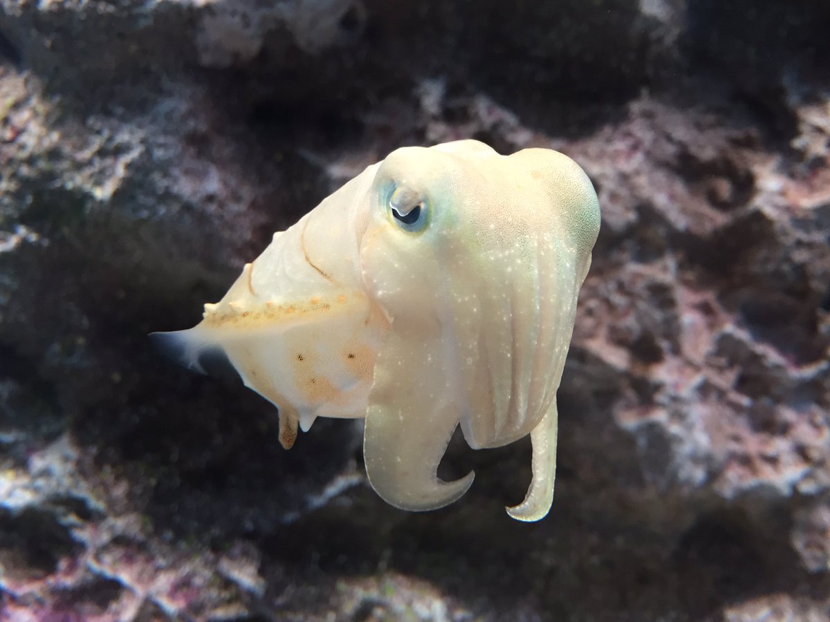 ネイチャーテクニカラー いきもん公式 コブシメかわいいよコブシメ W T Co Wyrx2tqjbl Twitter