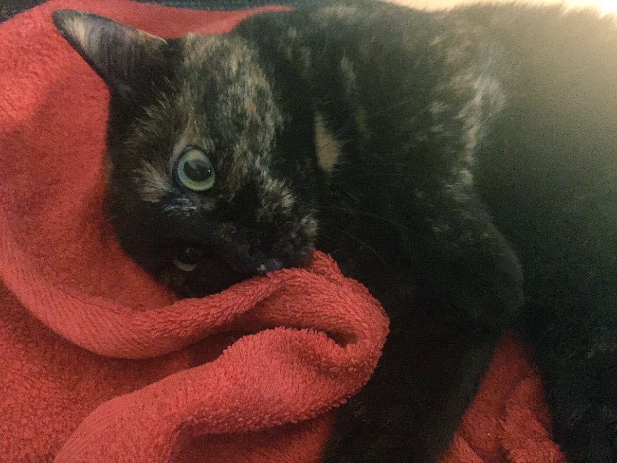 Ich liebe liebe lieeeeebe dieses Handtuch!!!!